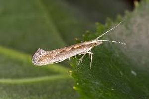 uploads/images/pest/cauliflower diamondblackmoth.jpg